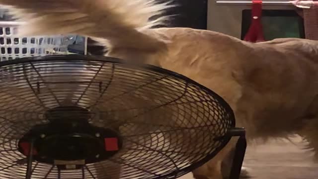 Fan Cools Down Retriever's Rump