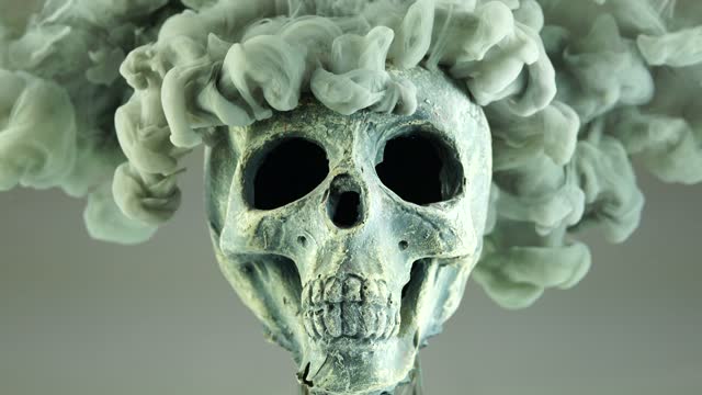 beautiful human skull