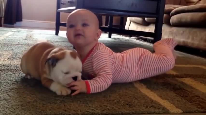 Cute baby love funny dogs.