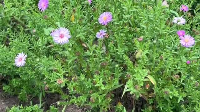 These little purple flowers are also very beautiful