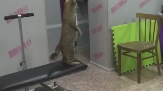 Kitty I saw myself in the mirror !!!