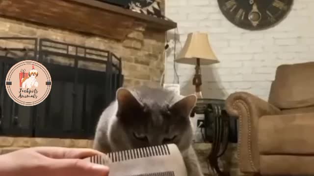 Funny cat video 😅😅😅/ cute and cat funny video compilation