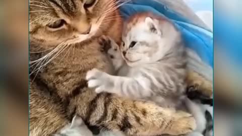 Cutest baby animals Videos Compilation Cute moment of the Animals - Cutest Animals 05