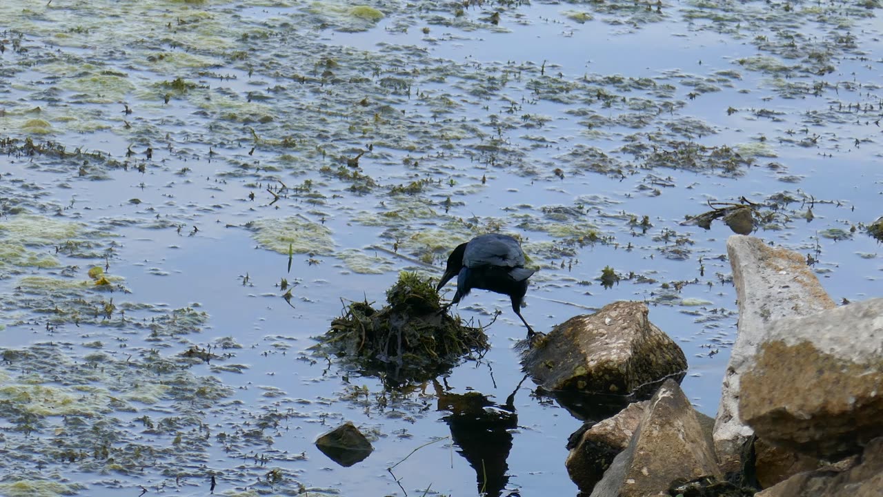 Crow gathers material for nest. [4K, 24fps] | Florida, 3.24.24