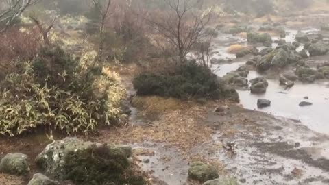 Duck family in forest