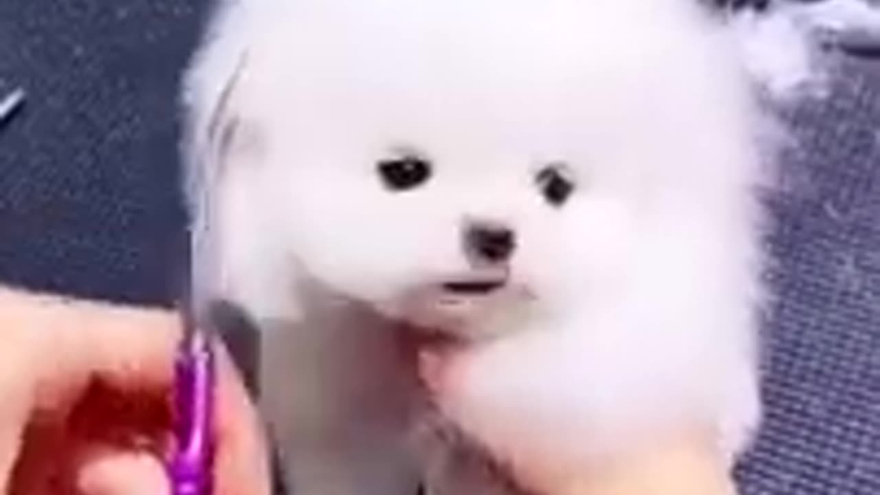 Pocket Dog Love Haircut || 😍 Getting Beautiful 😍 || Funny and Cute pomeraniam