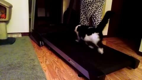 The funniest kittens and most hilarious pets! Laugh out loud!!! 😂