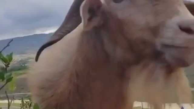 A goat who likes to chat with others