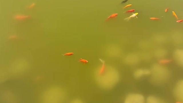 There are many little goldfish in the water