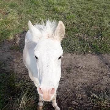 God loves animals and so do I, this is for my Chinese and Pakistani children.