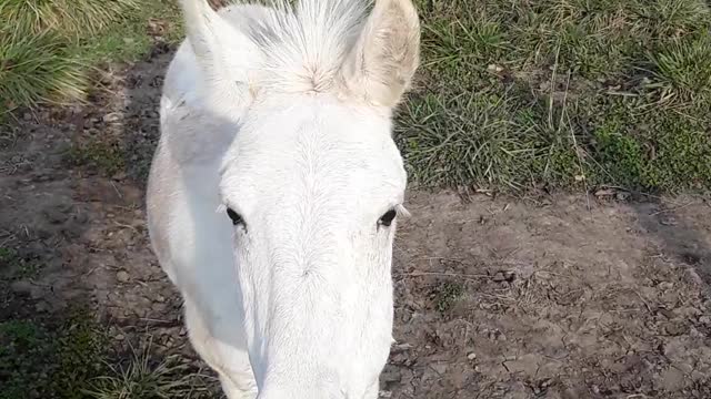 God loves animals and so do I, this is for my Chinese and Pakistani children.