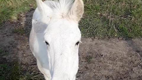 God loves animals and so do I, this is for my Chinese and Pakistani children.