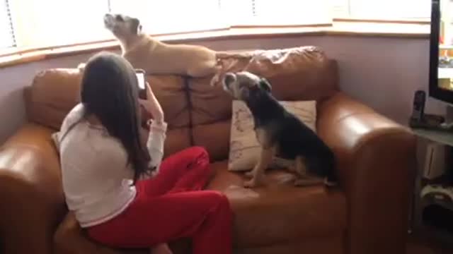 Jack Russell Howling On key