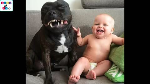 LA REACCION DE ESTOS BEBES CON SUS PERRITOS