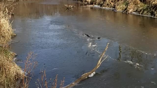 Surprise in the creek