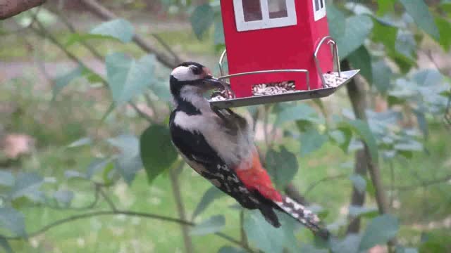 A Woodpecker Perched And Eating On A Bird Food Dispenser Hanging By A Tree