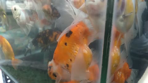 Buy Goldfish at the Morning Market