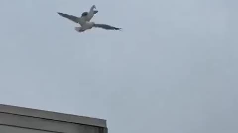 Look up in the sky its...Uber Bird! I want to fly like an Eagle...