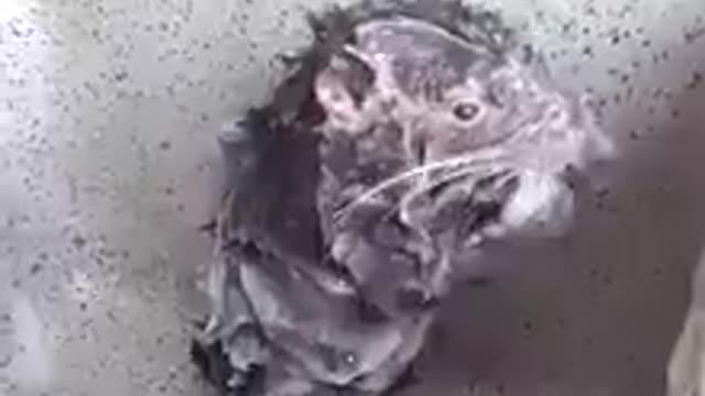 rat got shower and clean himself