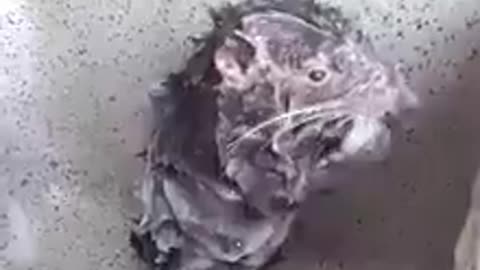 rat got shower and clean himself