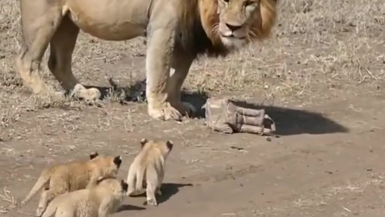 Cute lion cubs meet dad #shorts - cute baby lion #shorts