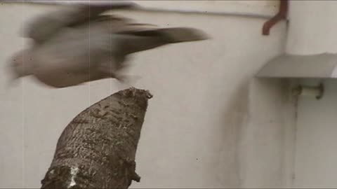 Brown Bird In Rainy Day