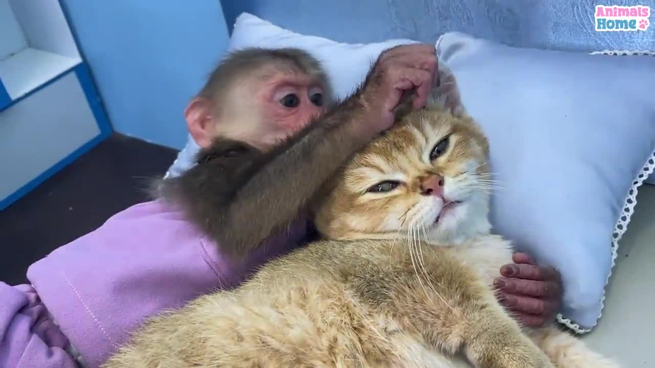 Bibi monkey help kitten