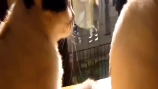 Funny and Cute Cat Videos #268