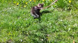 kitten walking in leash