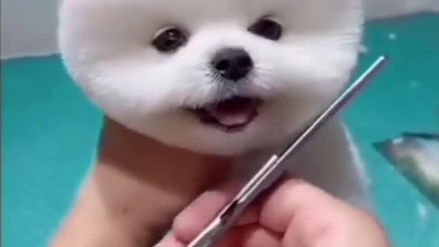 Cute Adorable Dog | Funny Dog Videos | Cute Animals | cute funny Dogs video