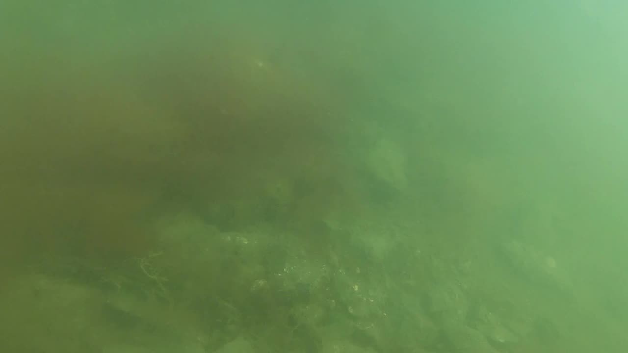 Cousins Island Maine low viz dive