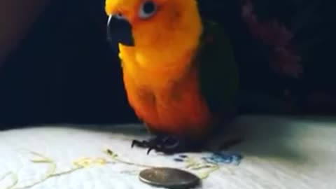 bird trying to steal money