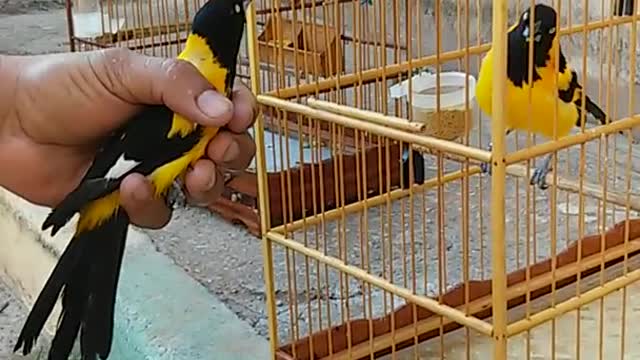 Amazing bird