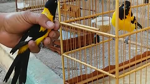Amazing bird