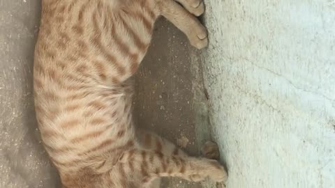 My sweet cat part 2