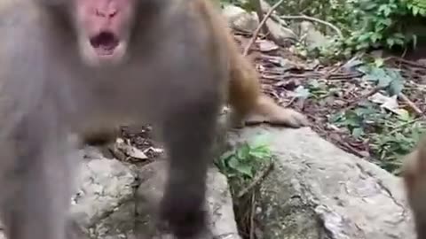 Monkey Funny Reactions