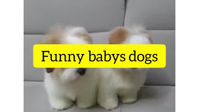 Puppies dance, funny