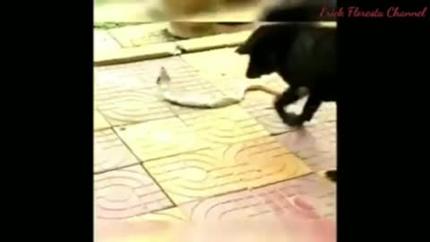 Cobra Vs Dog