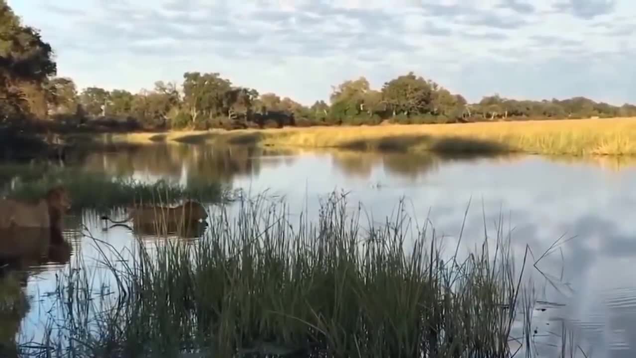 AMAZÔNIA SELVAGEN DOCUMENTARY IN HD WILDLIFE