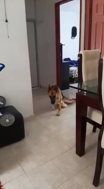 Buscan apoyo para Danko, un cachorro con problemas de movilidad en Bucaramanga