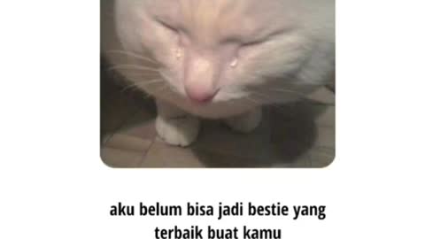 Kucing lucu