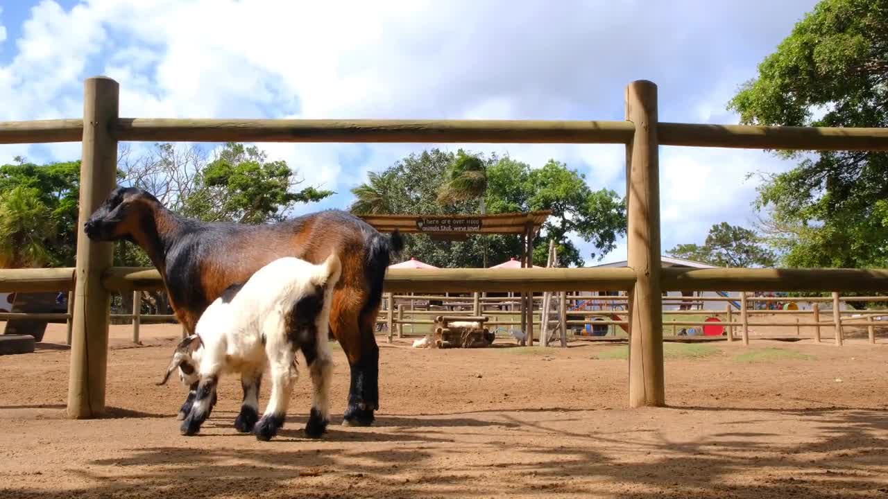 A little goat sucks from its mother