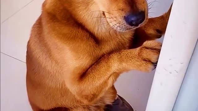 funny #funny video#Must watch new funny comedy videos 2022 best amazing funny comedy