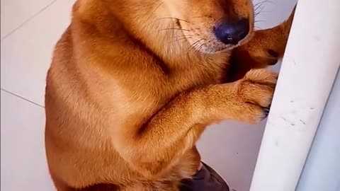 funny #funny video#Must watch new funny comedy videos 2022 best amazing funny comedy
