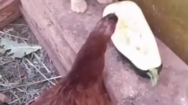 Animal funny video