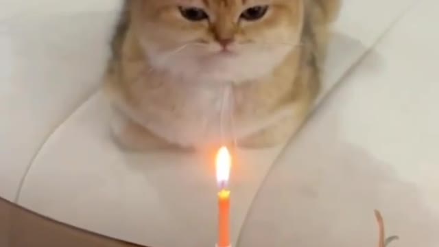 Cat's Birthday Party😺🎂🎉🎈🎂