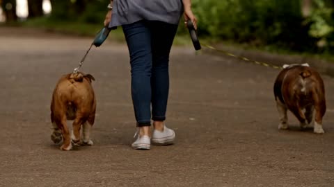 A young female dog owner walks in the park with her two attractive english bulldog on a leash