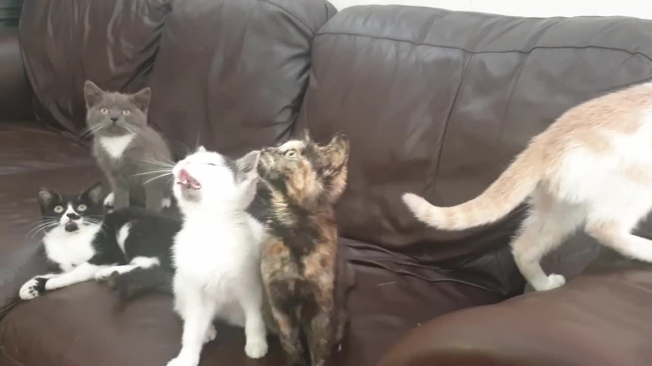 Video of cute cats on the couch