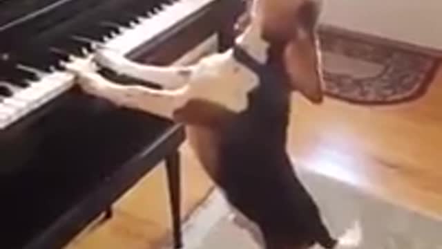 Funniest video you'll see today - Dog plays and sings