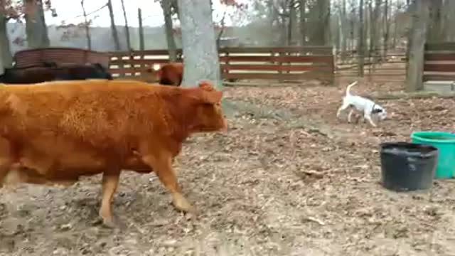 Deeohhgee learning to move cows